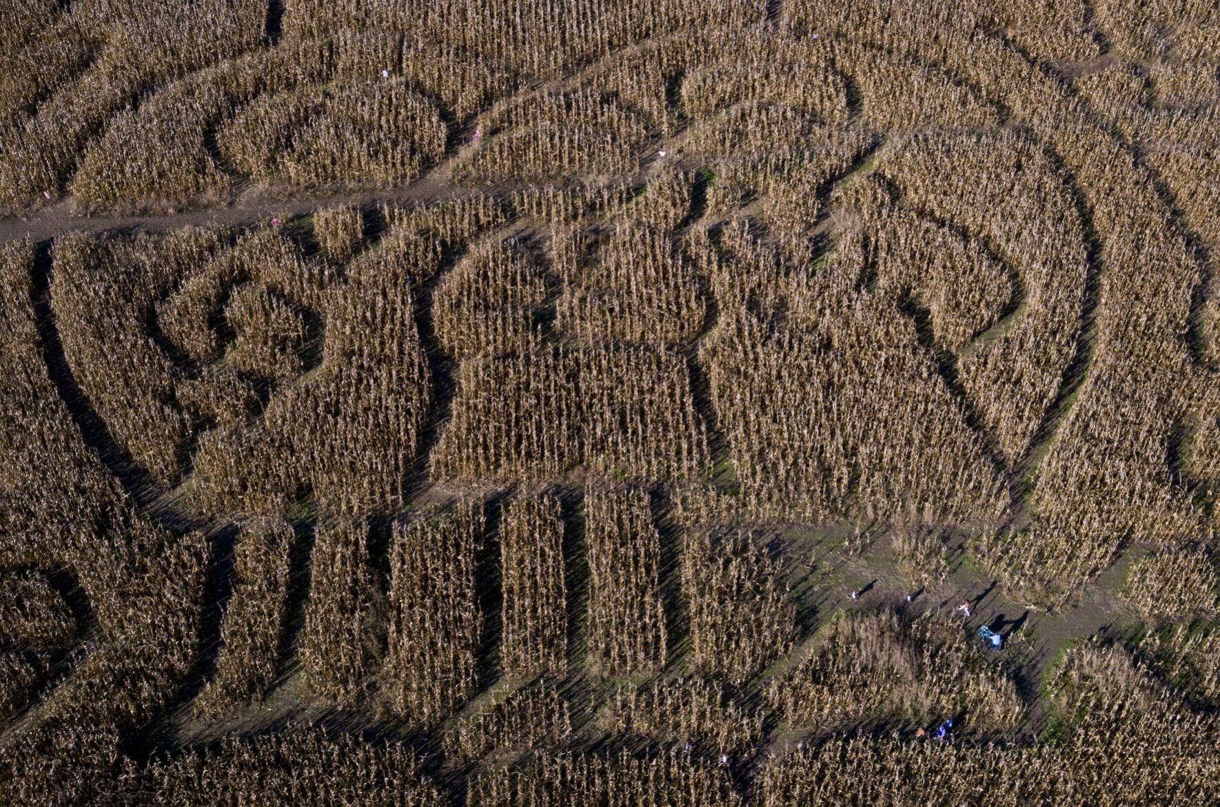 Brookdale Farms corn maze